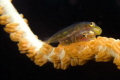   Mandarin fish coupling  